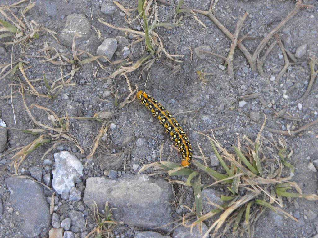 Quale bruco? Hyles euphorbiae - Sphingidae